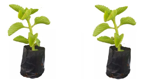 2 Mudas Menta, Hortelã-pimenta (mentha Piperita)
