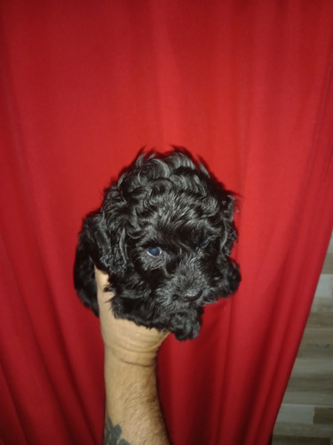 Caniche Mini .negro  Macho