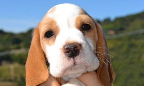 Cachorro Beagle Perrito Bigle Puppy Cachorrito