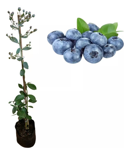 2 Arandano Azul, Blueberry, Bluberri, Real Productor Enano