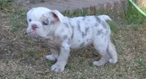 Comprar Cachorro Bulldog Ingles Lilac Merle Ojos Celestes