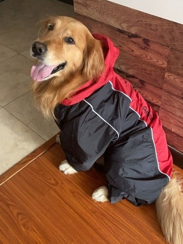 Chaquetas Para Perro Y Gato Enteriza Impermeable