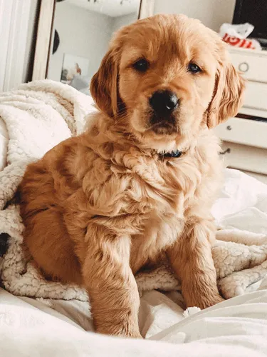 comprar Golden Retriever Hembritas Y Machitos Disponibles