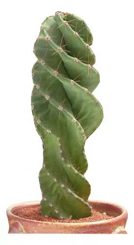 Cactus Decoracion  MercadoLibre 📦