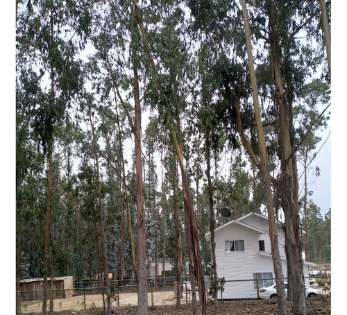 Costa Quilén