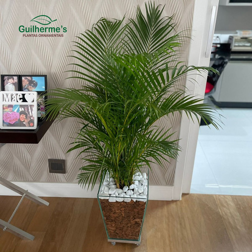Palmeira Areca No Vaso De Vidro Com Rodinhas