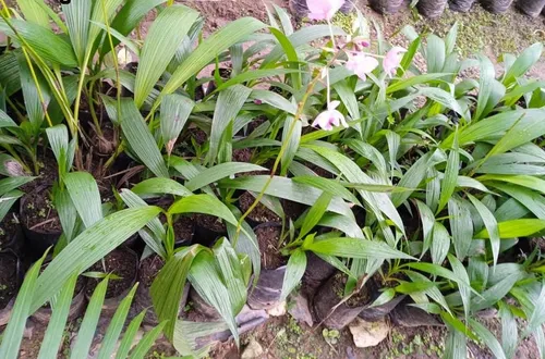Plantas Orquídea De Tierra