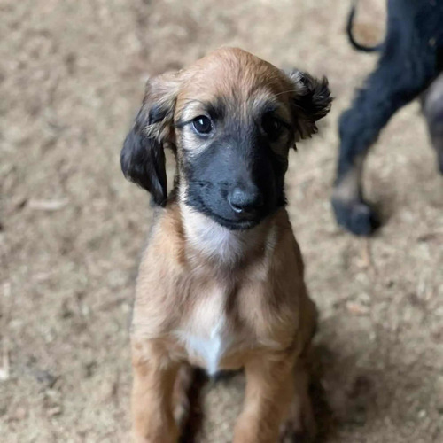 Galgo Afgano