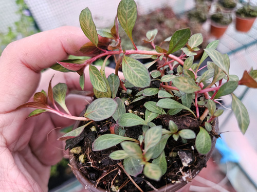 Ludwigia Red Skeleton, Musgo (Usado)
