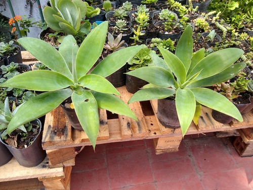 Echeveria Coccinea - Setosa / Suculenta Maceta Cultivo N°12