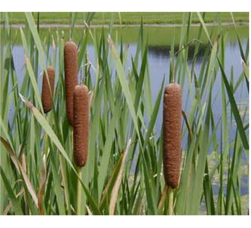 50 Semillas De Junco O Bayon - Typha Latifolia  Codigo 593