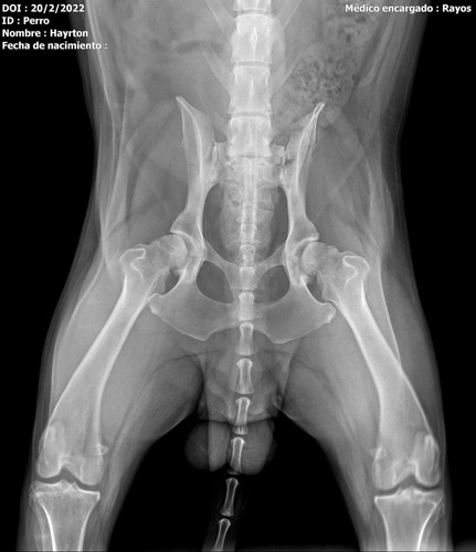 Imagen 8 de 8 de Radiografías Digitales A Domicilio Humanos Y Animales
