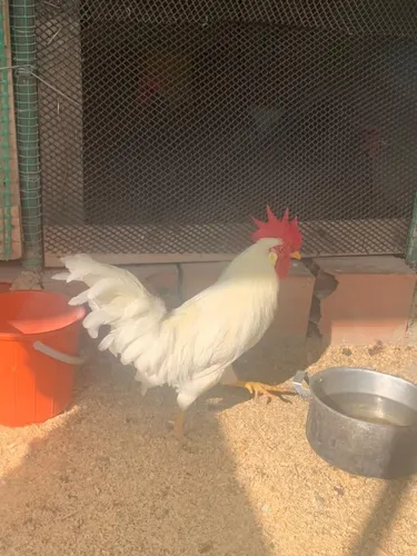 Gallo Lehgorn Americano (Usado)