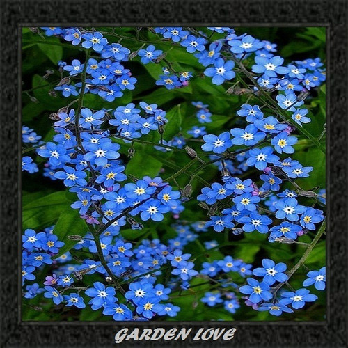 100 Sementes Flor Miosótis Cor Azul