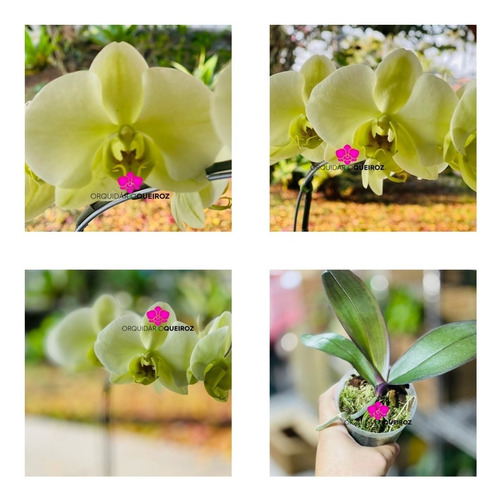 Raridade! Orquídea Phalaenopsis Verde Pré Adulta | Parcelamento sem juros