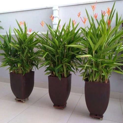Helicônia Psittacorum. Seu Jardim Mais Lindo! (10 Bulbos)