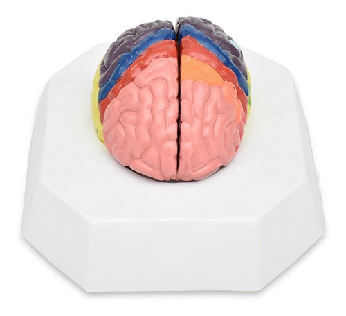 Modelo Anatomico  Cerebro Colores Zeigen Educación Enseñanza