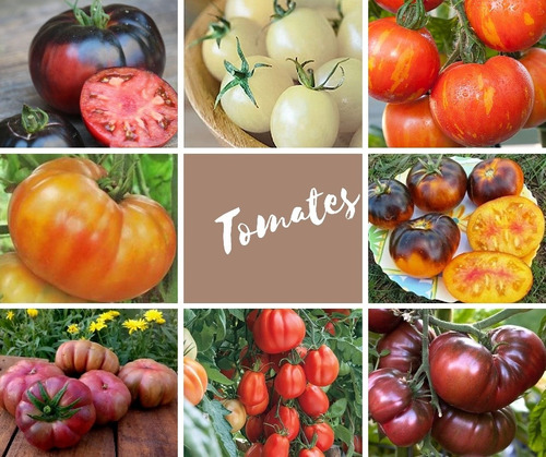 Semillas Tomates Raros Y Exoticos 6 Variedades