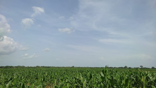 Imagen 8 de 8 de Venta De Espectacular Finca Productiva En Guárico - Inmobiliaria Maggi 1246