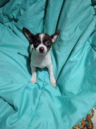 Chihuahua Machos Vacunados 