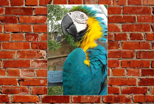 Cuadro 60x90cm Loro Guacamayo Colores Plumas Selva Ave M22