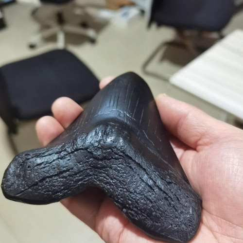 Réplica Fósil De Diente De Tiburón Megalodon, Resina Negra,
