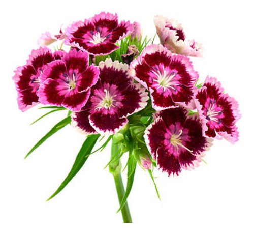 4x Sementes De Cravina Gaiety (sortida) Topseed