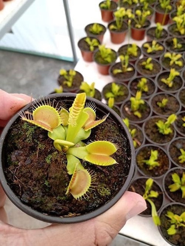 Paquete De Venus 6cm Más Drosera Capensis Red