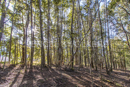 Parcela Con Bosque Nativo Y Acceso A Termas En Pucón