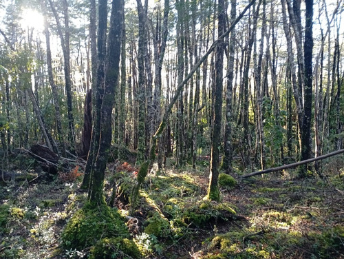 Venta Parcela Bosque Pucón Los Nevados