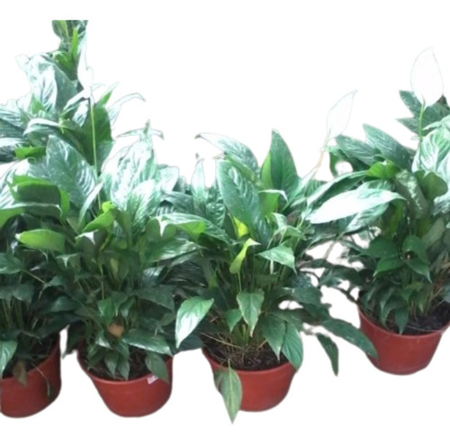 Planta De Interior Spathiphyllum