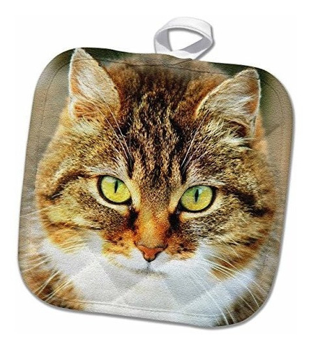 3d Rosa Linda Imagen Gato Domestico People-animal-pet-kitty