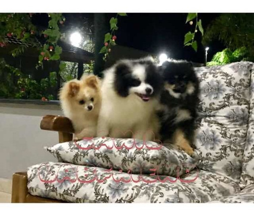 Filhotes De Spitz Alemão