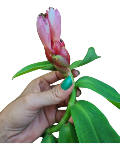 Costus Spicatus