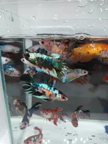 Comprar Peixe Betta De Linhagem Fêmea Fancy 1 Un