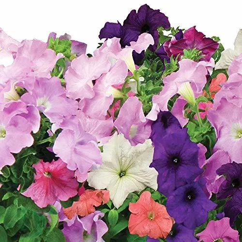 Semilla Aerogarden En Cascada Flor De La Petunia Pod Kit.