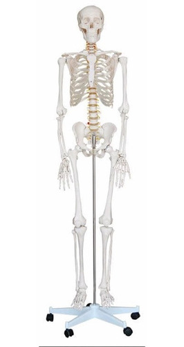 Imagen 1 de 8 de Esqueleto Humano 1,80 Cm, Estudiantes, Profesionales