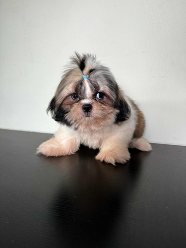 Shih Tzu Macho Listo Para Entregar Vacunado Y Desparasitado