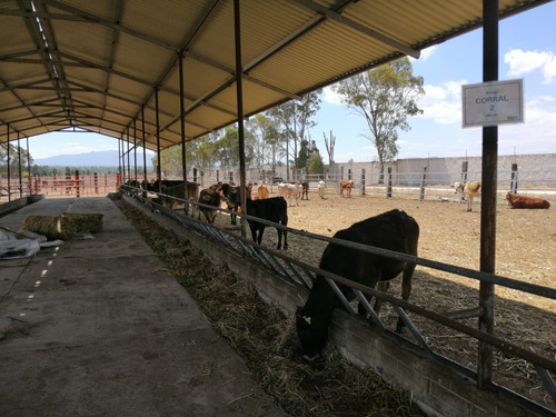 Rancho En Venta Cerca De Polotitlán Querétaro - Precio De Remate