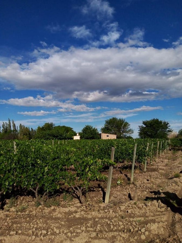 Imagen 18 de 19 de Finca 13 Ha En Cañada Seca - San Rafael