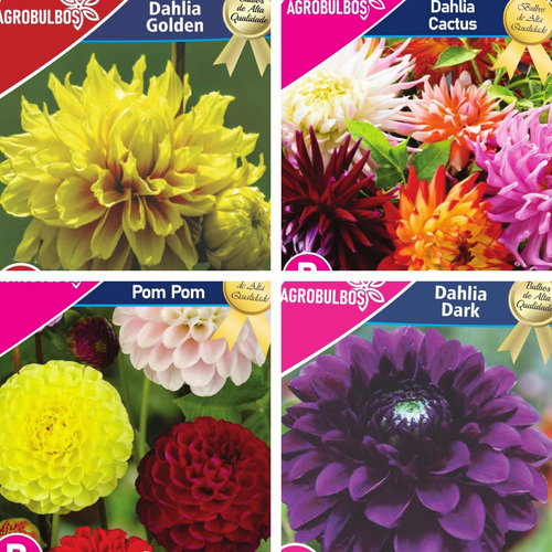 Bulbos Florales Importados Amaryllis Dahlias Gladiolos