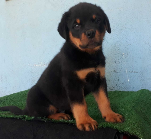 Filhotes De Rottweiler - Filho De Importados