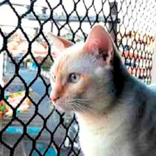 Kit 9.00x1.60 Redes De Proteção Malha 3x3 P/ Gatos Calopsita