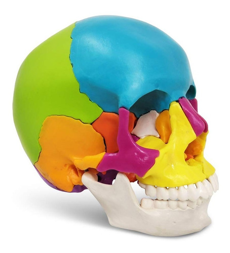 Cráneo Escala Humana Color Desarmable 22p - Modelo Anatómico