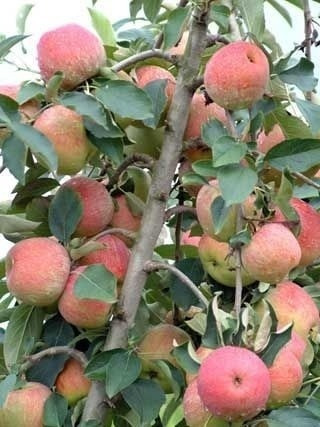 Muda De Maçã Julieta Para Clima Quente Enxertada + Brinde