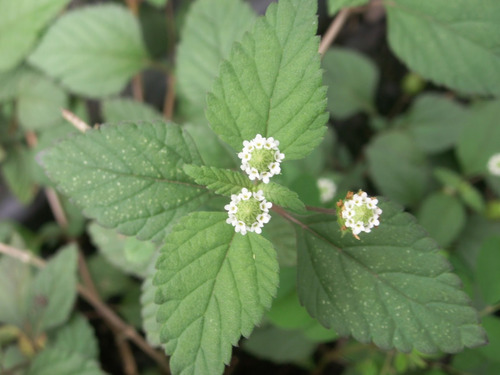25 Sementes De Erva Doce Dos Astecas Lippia Dulcis
