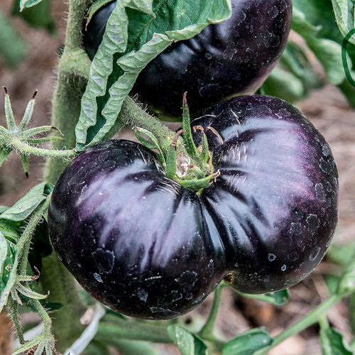 Semillas De Tomate Black Beauty, Km100 Semillas Orgánicas