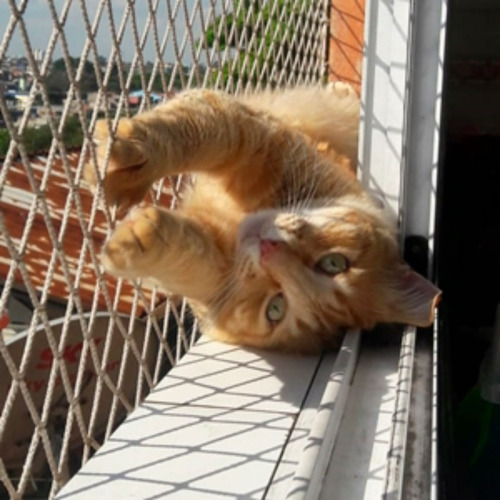 Kit 9.00x1.60 Redes De Proteção Malha 3x3 P/ Gatos Calopsita