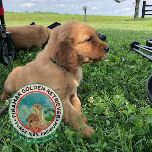 Nuestros Golden Retriever De La Costa Verde A Todo El Pais