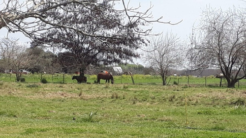 Imagen 6 de 12 de Campo 4 Hectareas Alquiler Cañuelas